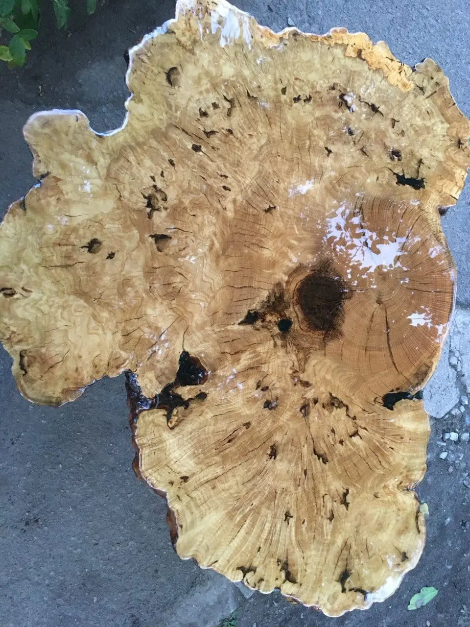 Close-up van een gepolijste dwarsdoorsnede van een boomstamtafel met onregelmatige randen, zichtbare groeiringen en natuurlijke scheuren. De tafel van echt hout heeft een glanzende afwerking, waardoor de textuur goed tot zijn recht komt.