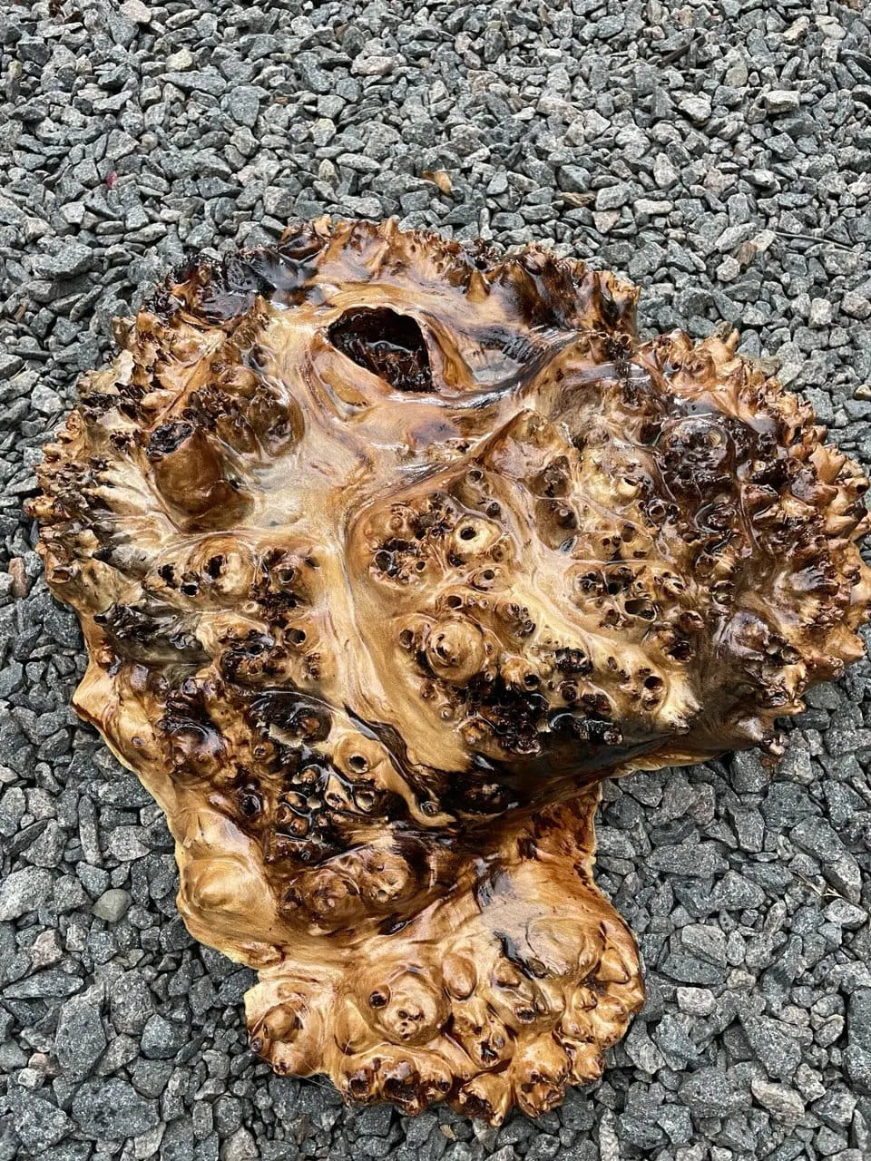 Een gepolijste, geknoopte houtknoest ligt op grijs grind. De knoest heeft een rijke, glanzende textuur met diepe amber- en bruintinten en toont zijn ingewikkelde patronen.