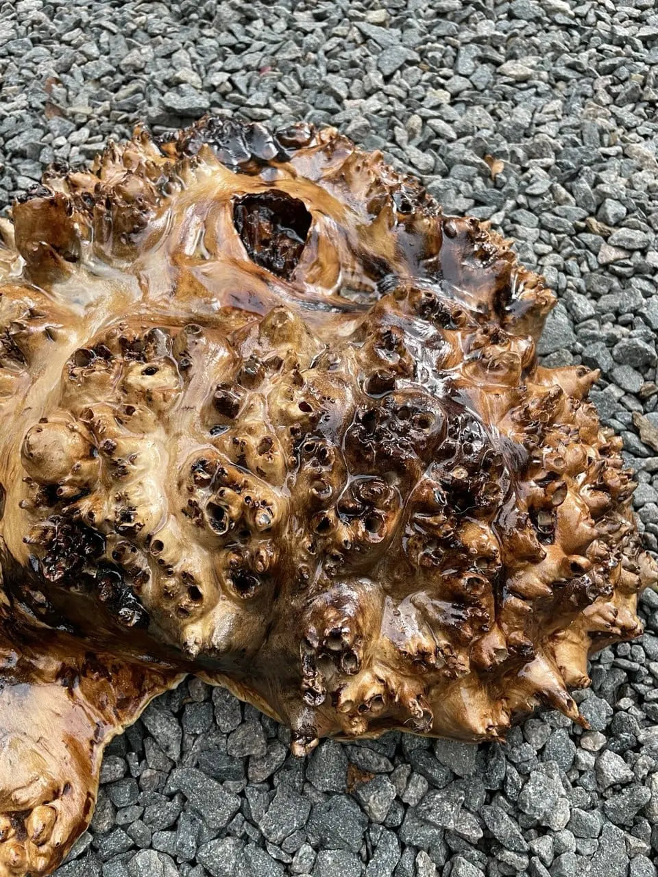 Zeer getextureerd en gepolijst hout met ingewikkelde knopen en wervelingen, rustend op een bed van grijs grind, waardoor er een contrast ontstaat tussen de texturen.